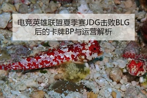 电竞英雄联盟夏季赛JDG击败BLG后的卡牌BP与运营解析